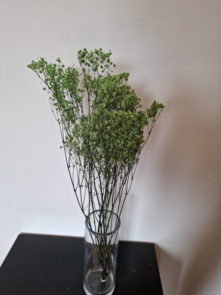 Gypsophila zelena 2